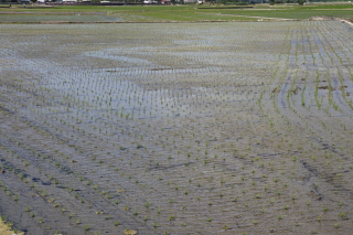 rice0029.JPG