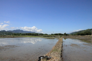 rice0001.JPG