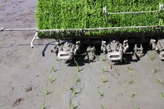 rice0002.JPG