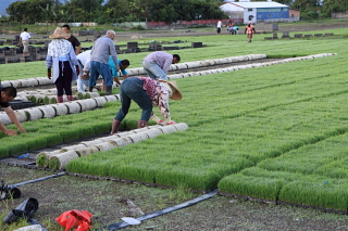 rice0010.JPG