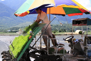 rice0023.JPG