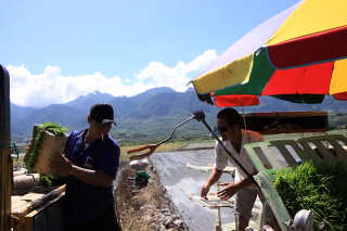 rice0025.JPG