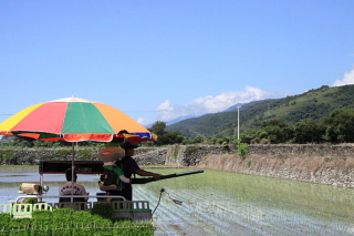 rice0027.JPG